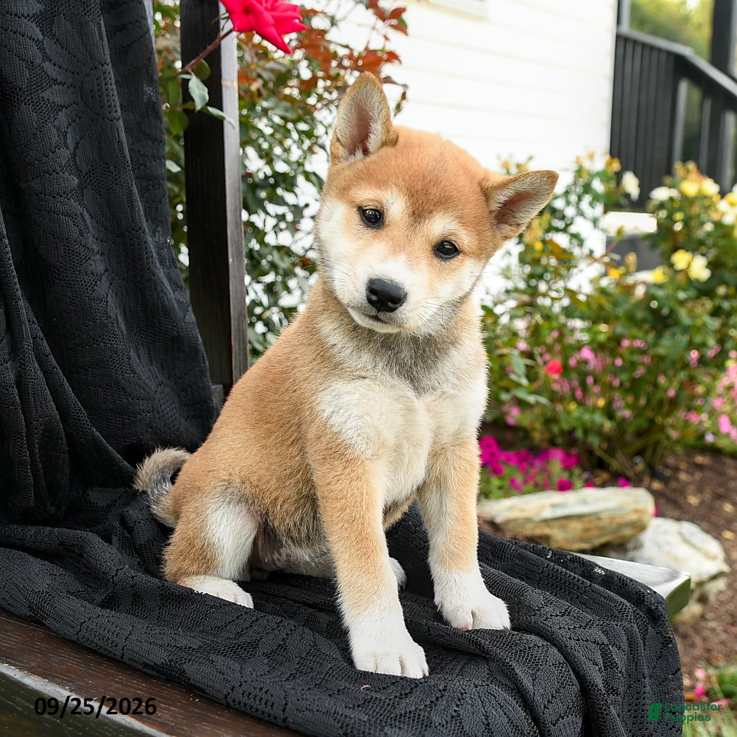 Shiba Inu dogs Sakura - Ad 1