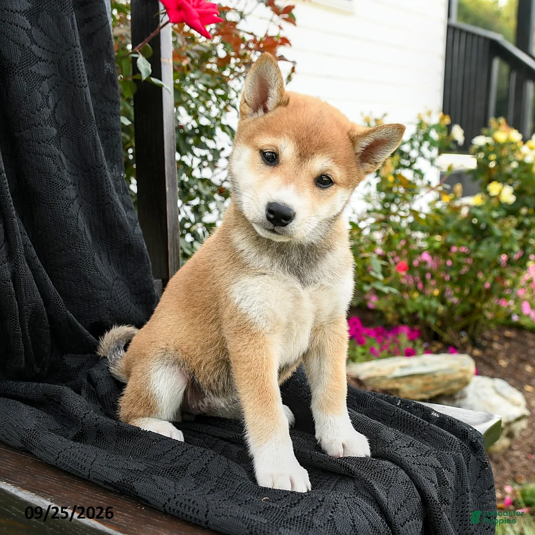 Shiba Inu dogs for sale: Sakura - Ad 1