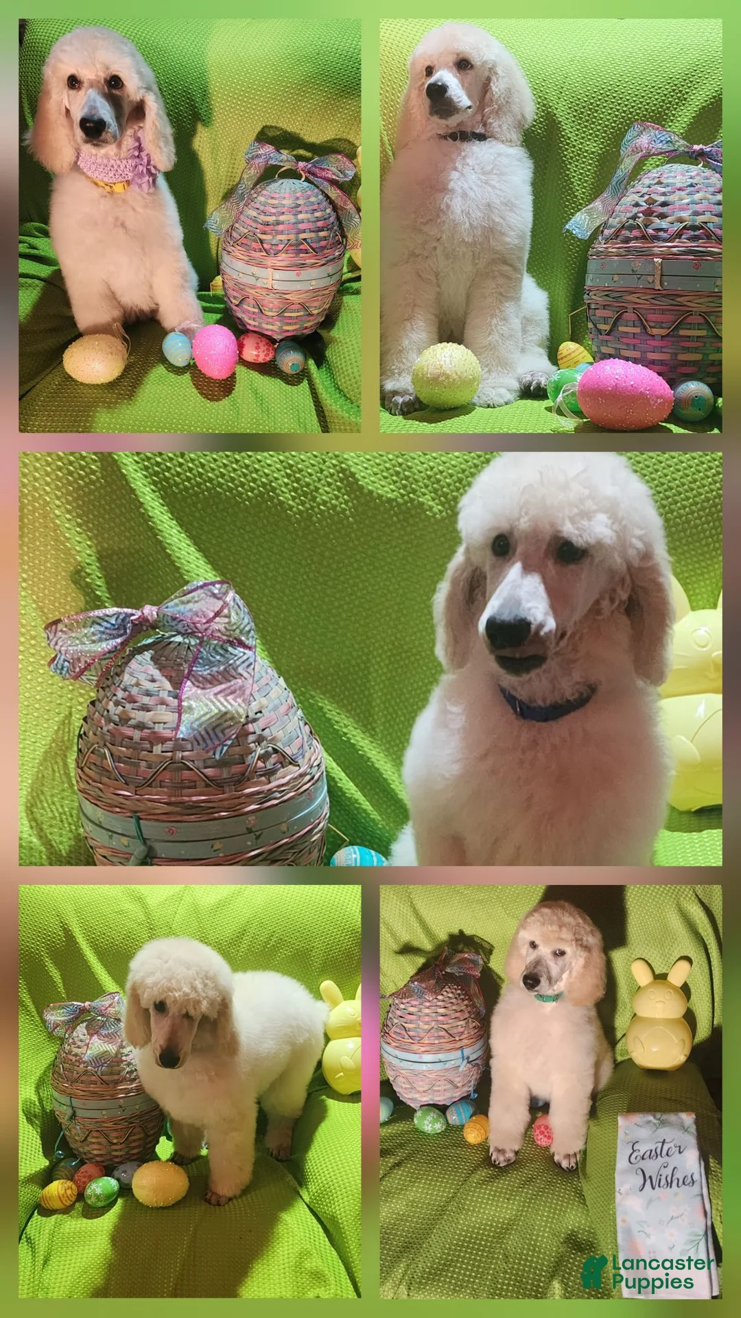 Standard Poodle dogs for sale: Standard Poodle 3 - Ad 11
