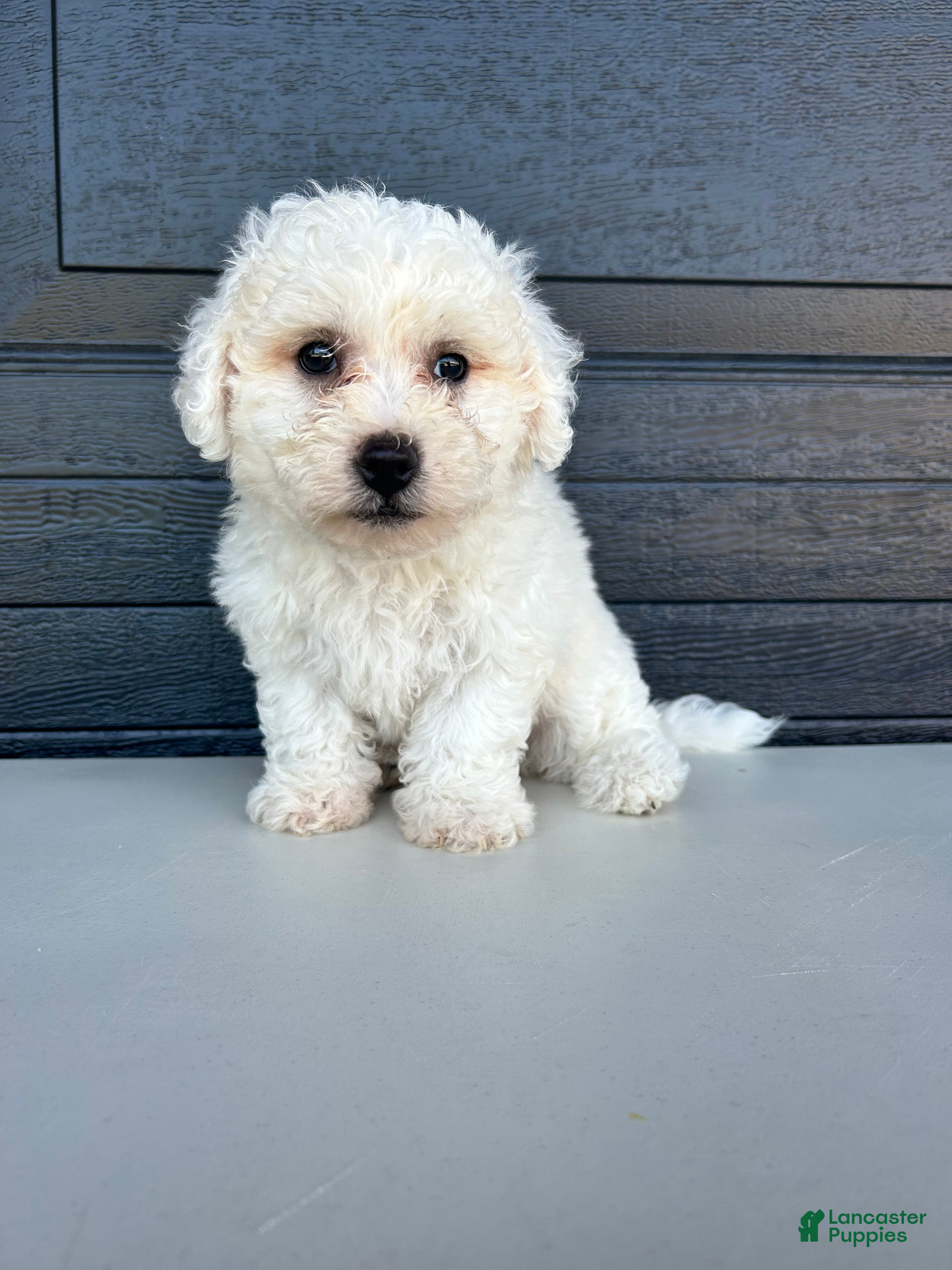Bichon Frise dogs Buddy - Ad 2
