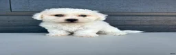 Bichon Frise dogs for sale: Buddy - Ad 2