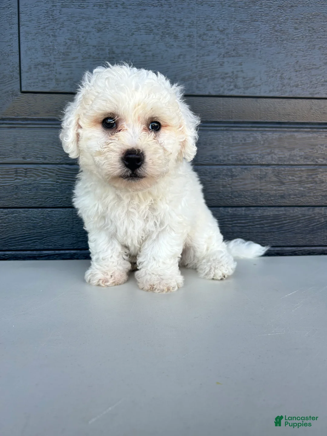 Bichon Frise dogs for sale: Buddy - Ad 2