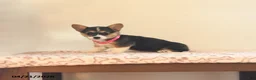 Welsh Corgi Pembroke dogs for sale: Bailey - Ad 1
