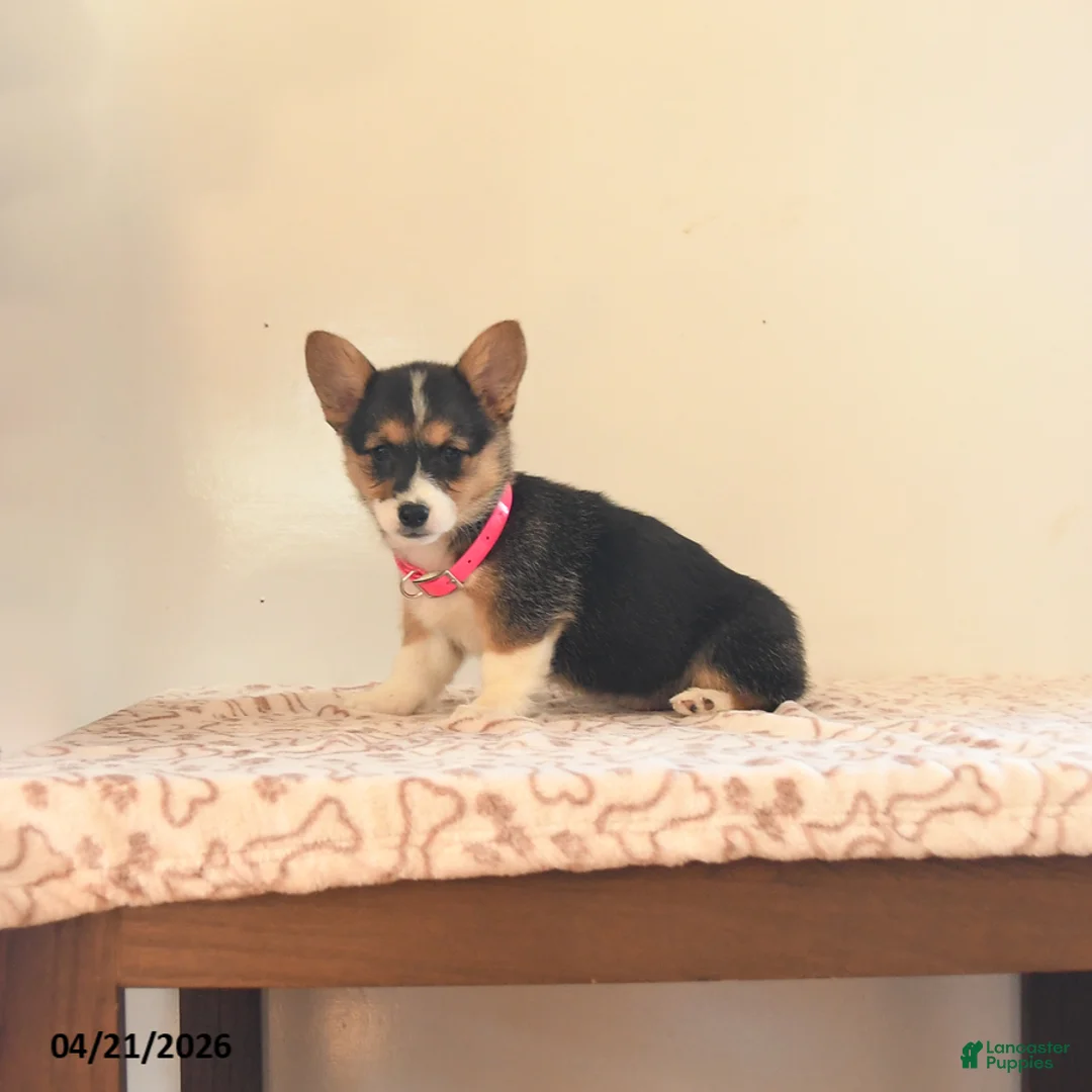 Welsh Corgi Pembroke dogs for sale: Bailey - Ad 1