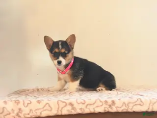 Welsh Corgi Pembroke dogs for sale: Bailey - Ad 2