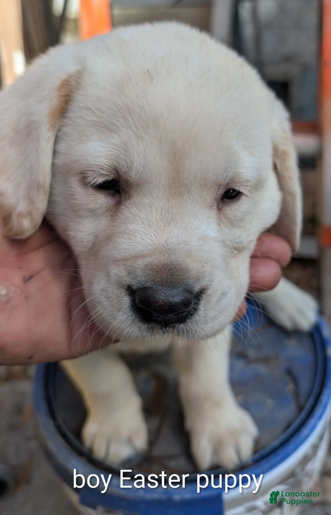 Labrador Retriever dogs for sale: Labrador Retriever Boy 3 - Ad 2