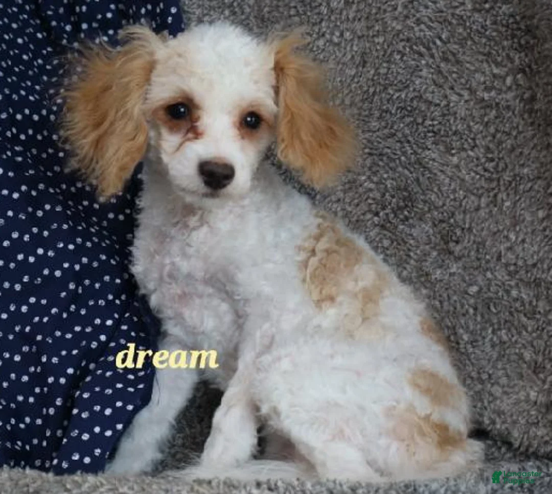 Cavapoo dogs for sale: Conner - Ad 1