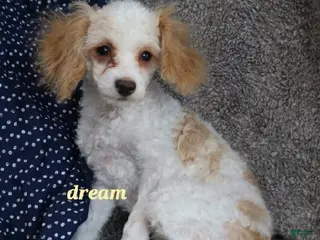 Cavapoo dogs Conner - Ad 2