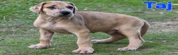 Great Dane dogs for sale: Taj - Ad 12
