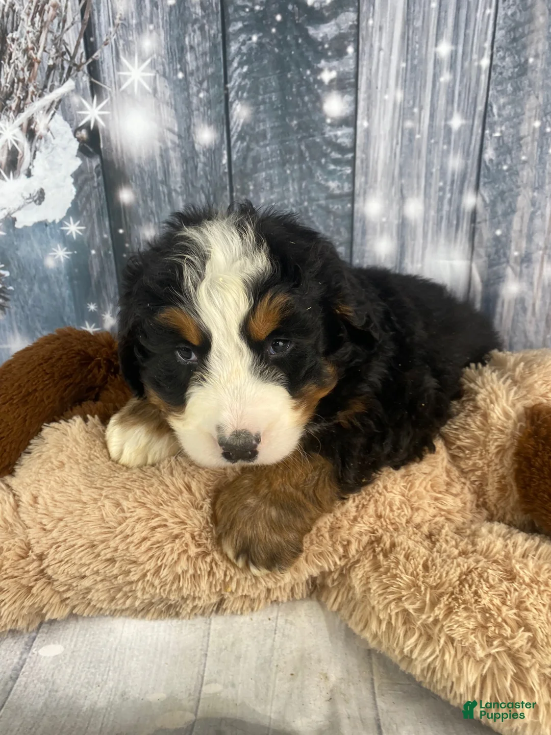 Bernese Mountain Dog dogs for sale: Sonny - Ad 3