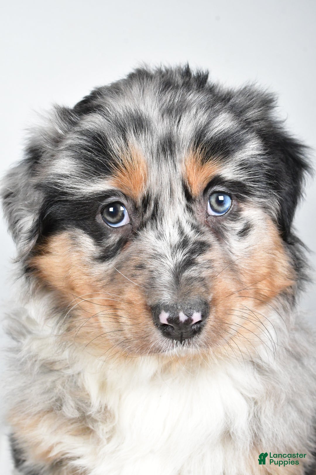 Australian Shepherd dogs for sale: Diesel - Ad 2