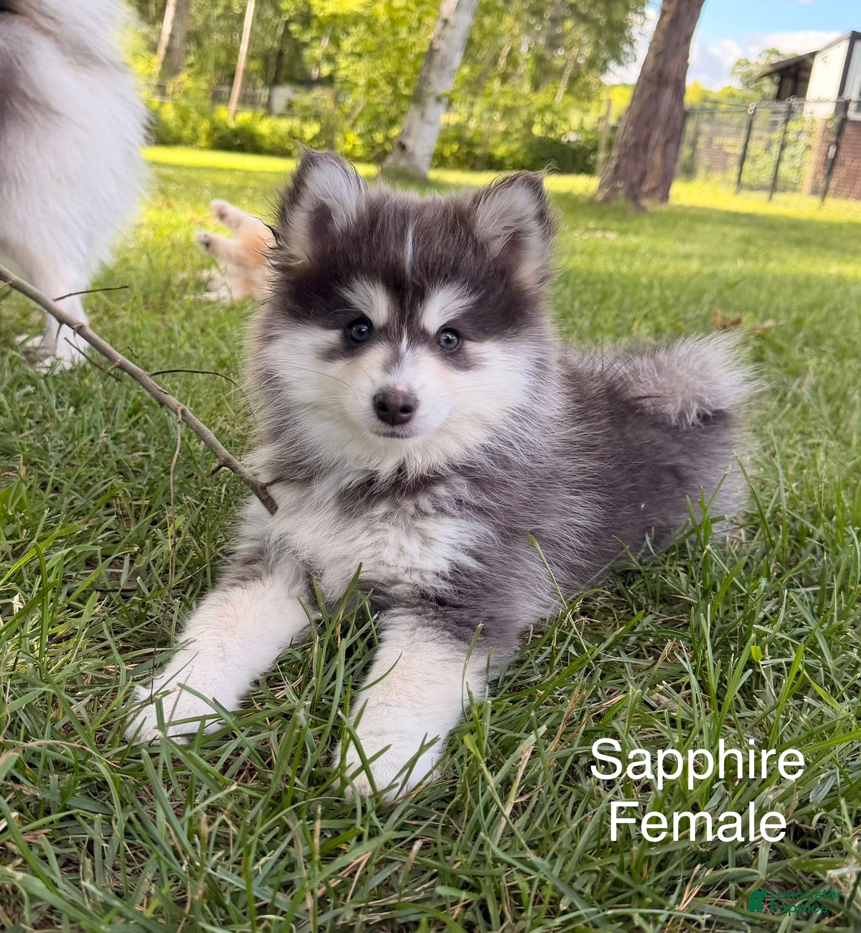 Pomsky dogs Sapphire - Ad 1