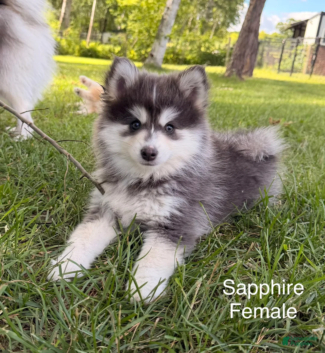 Pomsky dogs for sale: Sapphire - Ad 1