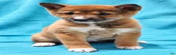 Shiba Inu dogs for sale: Sophi  - Ad 2
