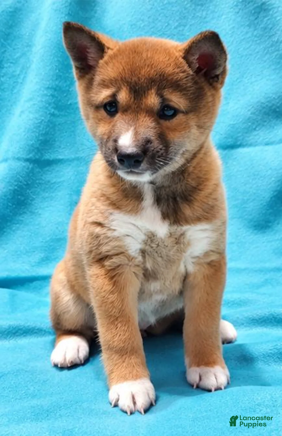 Shiba Inu dogs for sale: Sophi  - Ad 2