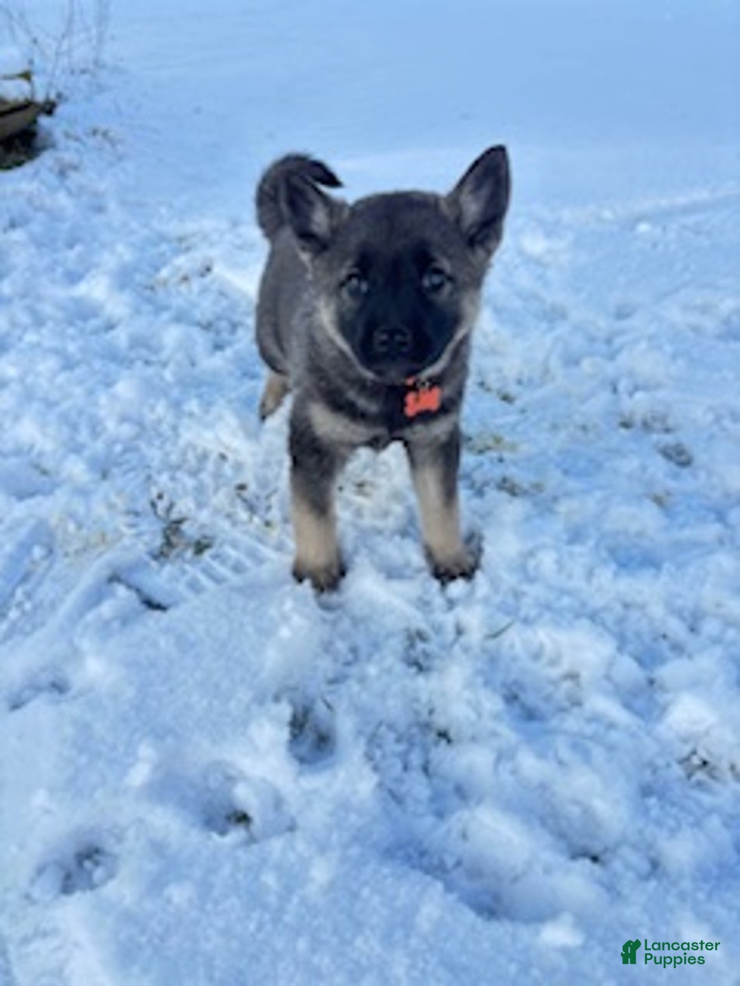 Norwegian Elkhound dogs for sale: Blaze of orange - Ad 4