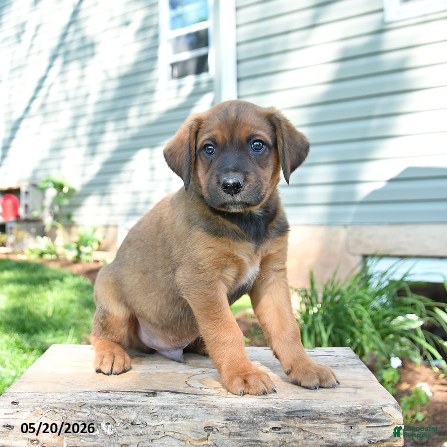 Mixed Breed dogs Sawyer - Ad 2