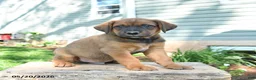 Mixed Breed dogs for sale: Sawyer - Ad 2