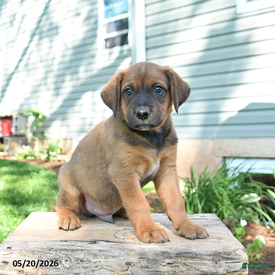 Mixed Breed dogs for sale: Sawyer - Ad 2