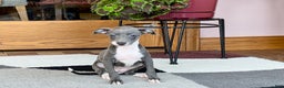 Italian Greyhound dogs for sale: Kk - Ad 11