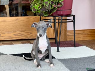 Italian Greyhound dogs Kk - Ad 6