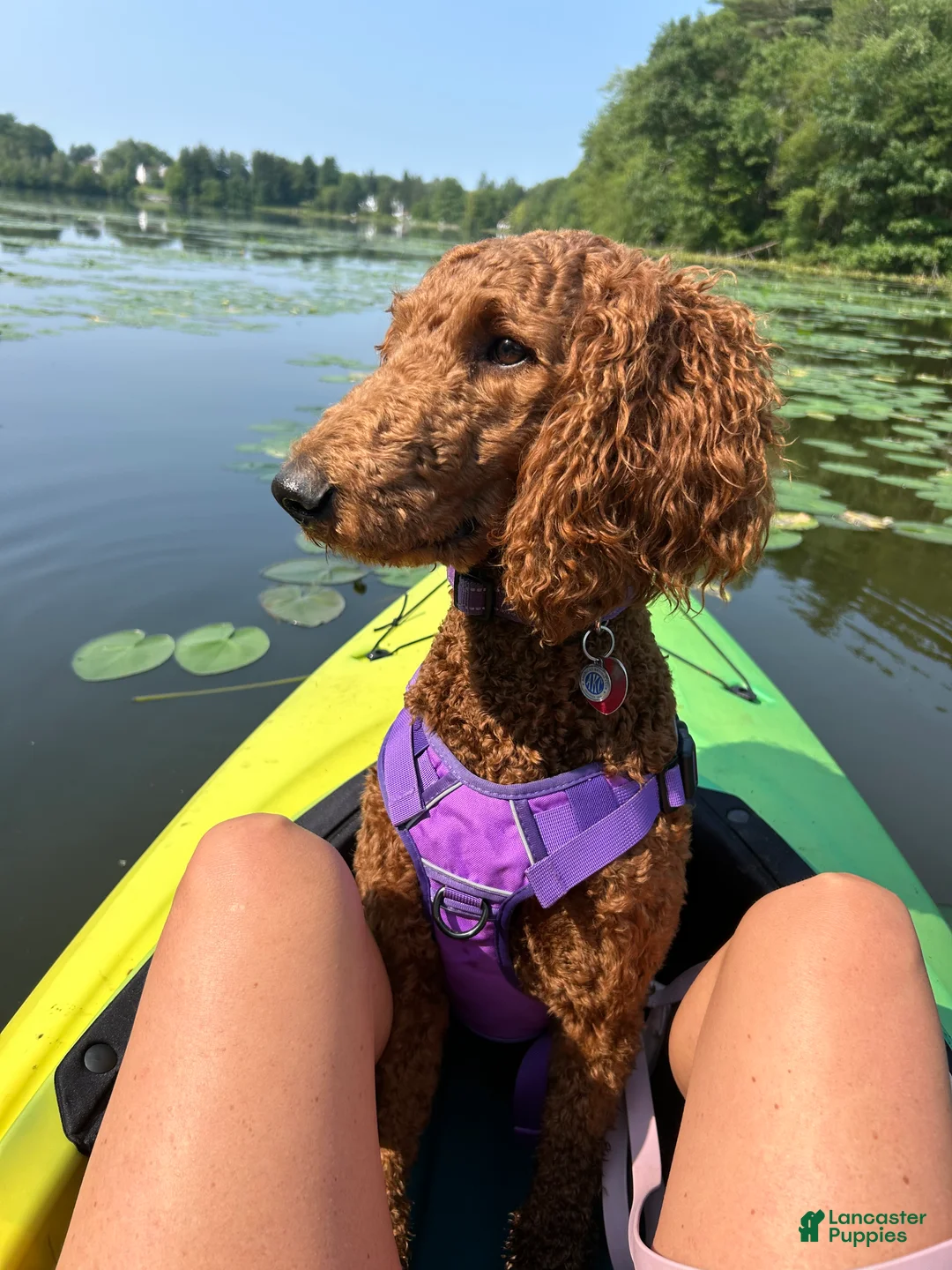 Standard Poodle dogs for sale: Truffle - Ad 3