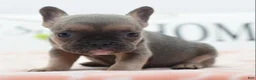 Mixed Breed dogs for sale: Nova blue  - Ad 6