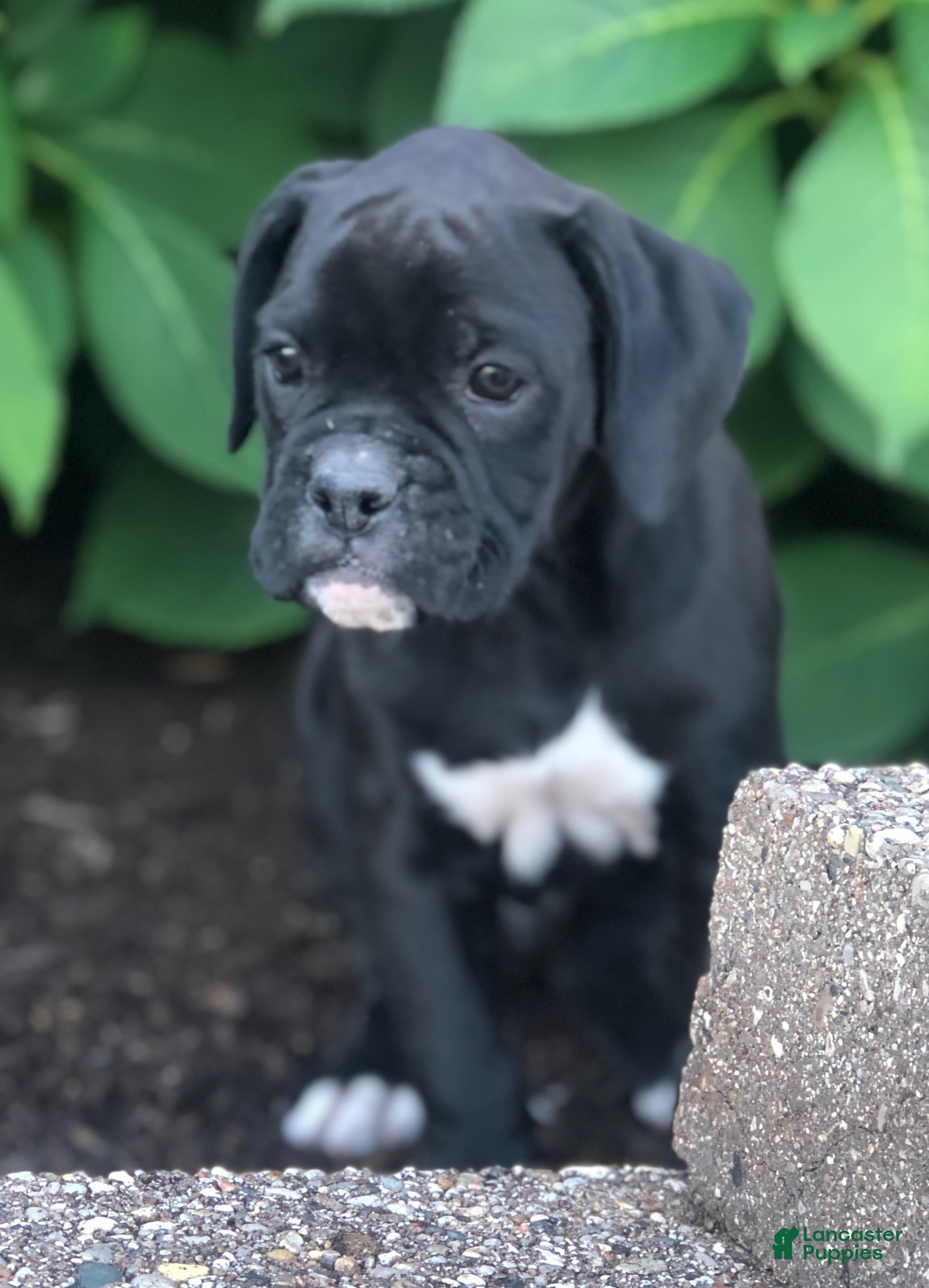 Allie (Boxer, Female) in Millersburg, OH