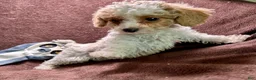 Cavapoo dogs for sale: Loki - Ad 2