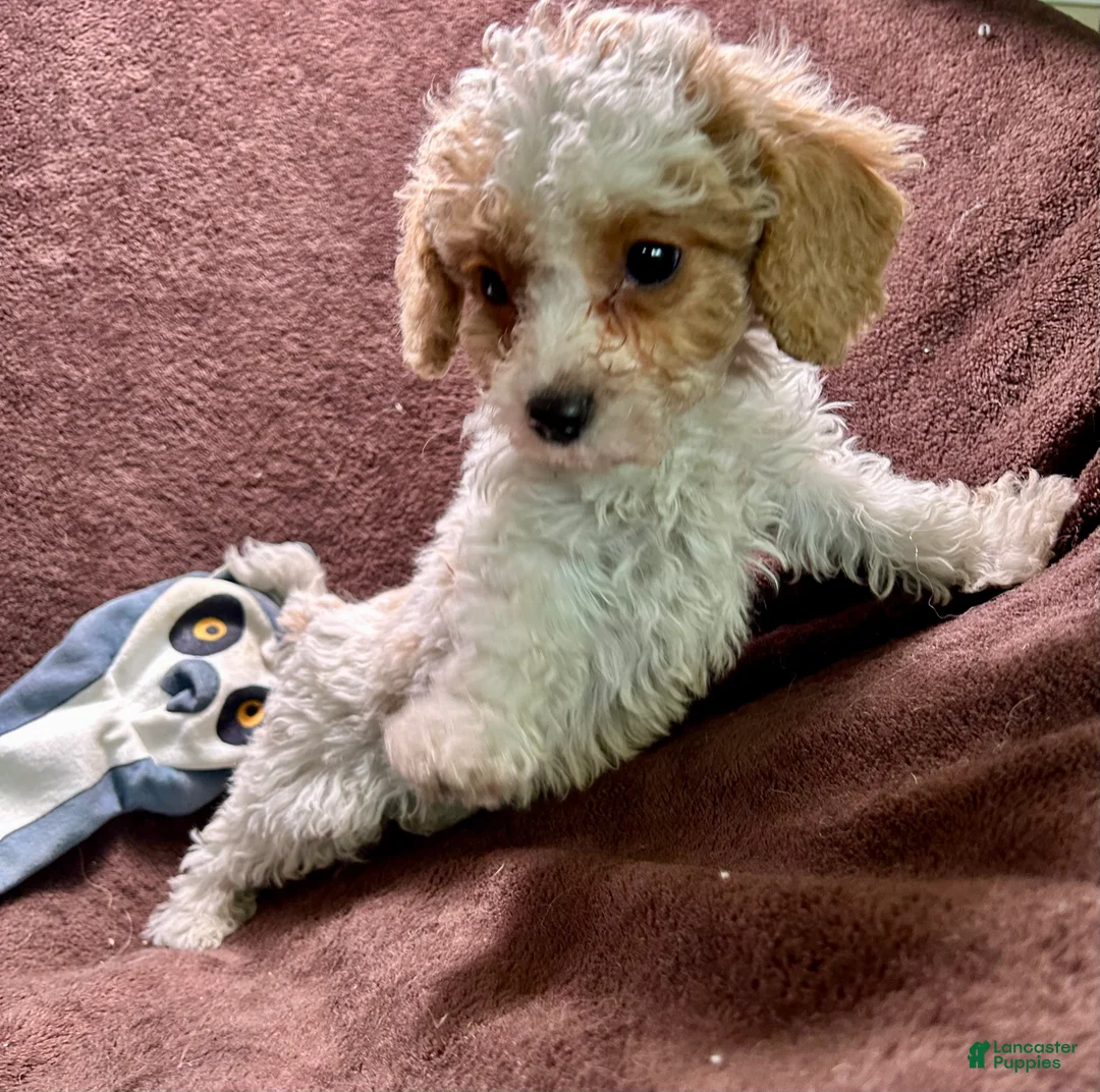 Cavapoo dogs for sale: Loki - Ad 2
