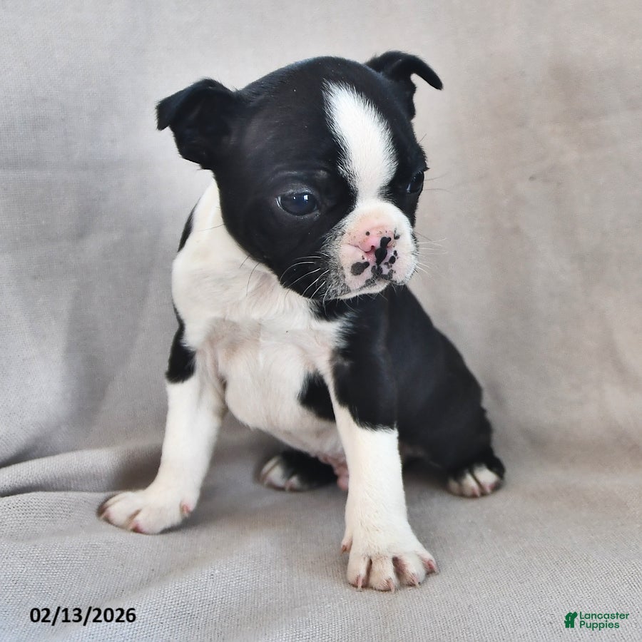 Boston Terrier dogs Peanut  - Ad 2