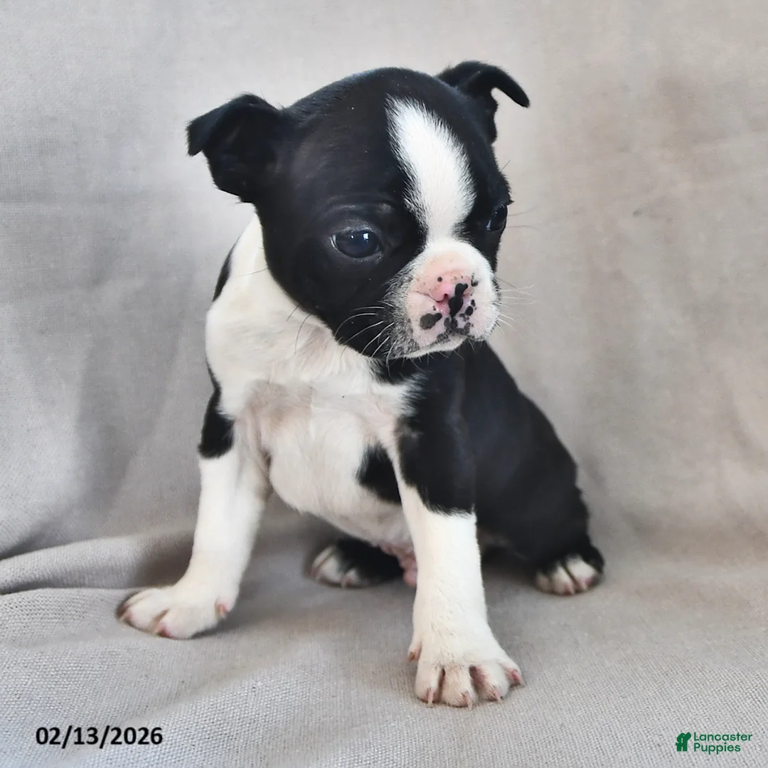 Boston Terrier dogs for sale: Peanut  - Ad 2