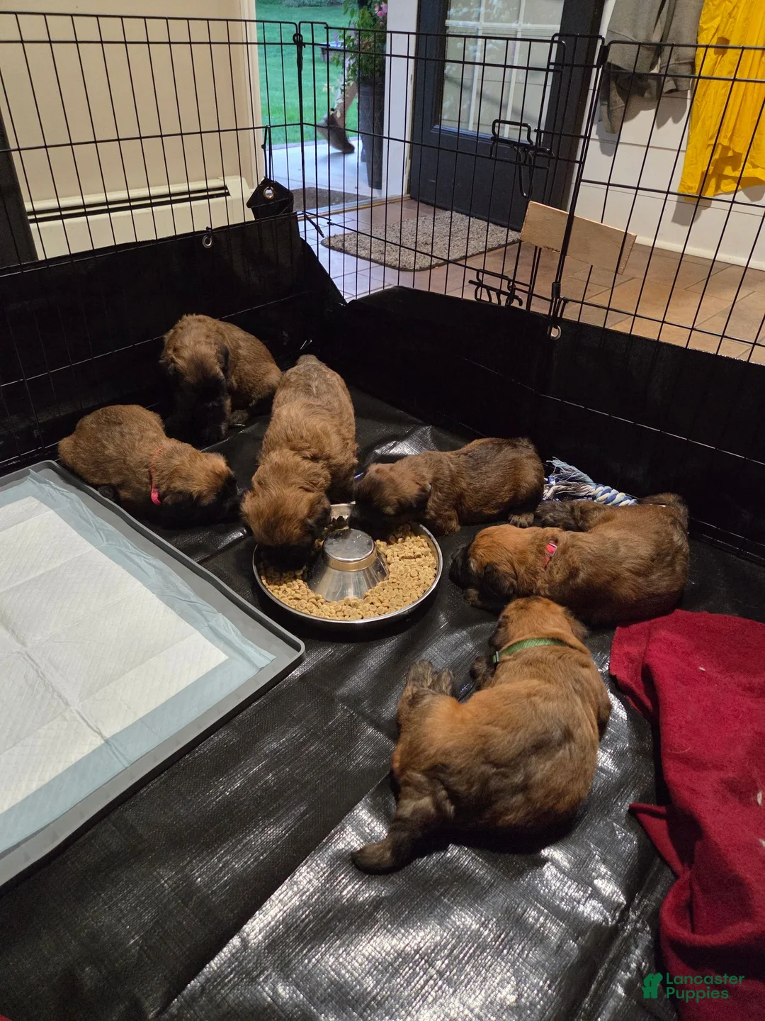 Soft Coated Wheaten Terrier dogs for sale: Gracey - Ad 11