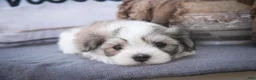 Havanese dogs for sale: Darcy Havanese  - Ad 18