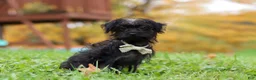 Yorkiepoo dogs for sale: Ricky - Ad 4