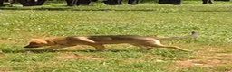 German Shepherd dogs for sale: Colleague - Ad 3
