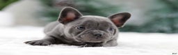 French Bulldog dogs for sale: Taffy - Ad 5