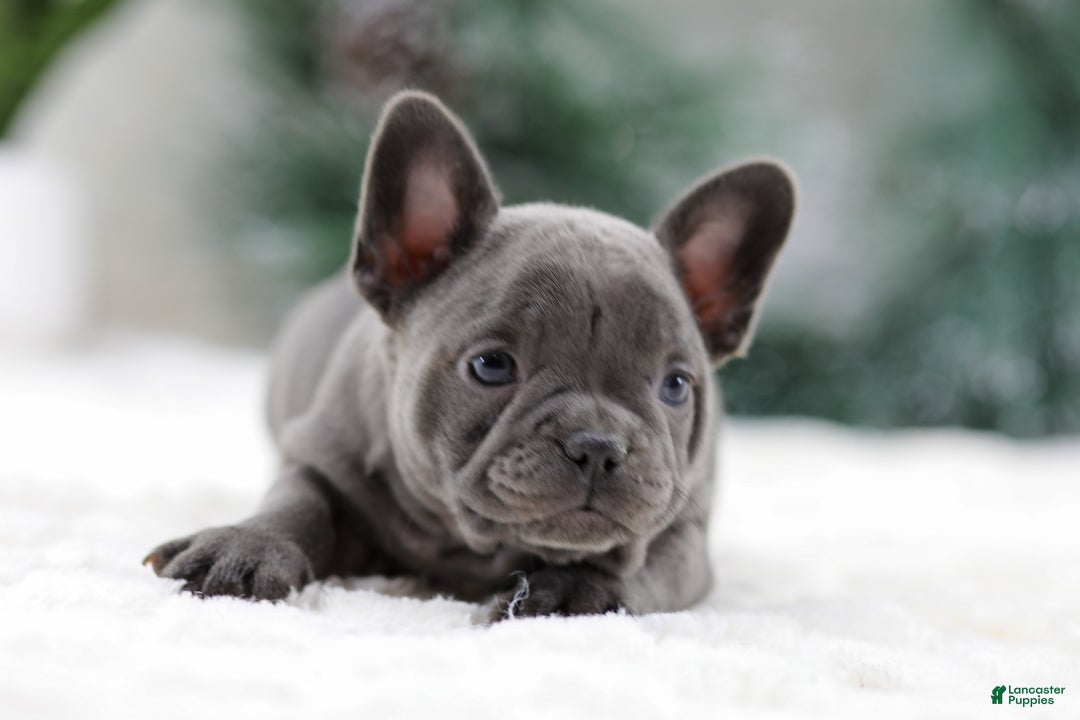 French Bulldog dogs for sale: Taffy - Ad 5