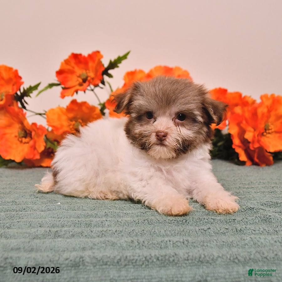 Havanese dogs Holly - Ad 2