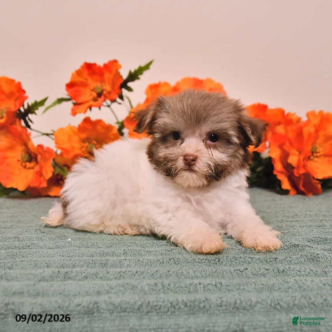 Havanese dogs for sale: Holly - Ad 2