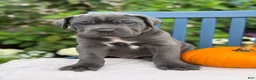 Cane Corso dogs for sale: Diesel - Ad 9