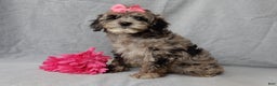 Cockapoo dogs for sale: Adele - Ad 4