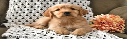 Goldendoodle dogs for sale: Caramel - Ad 15