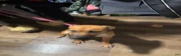 Gerberian Shepsky dogs for sale: Simba  - Ad 6