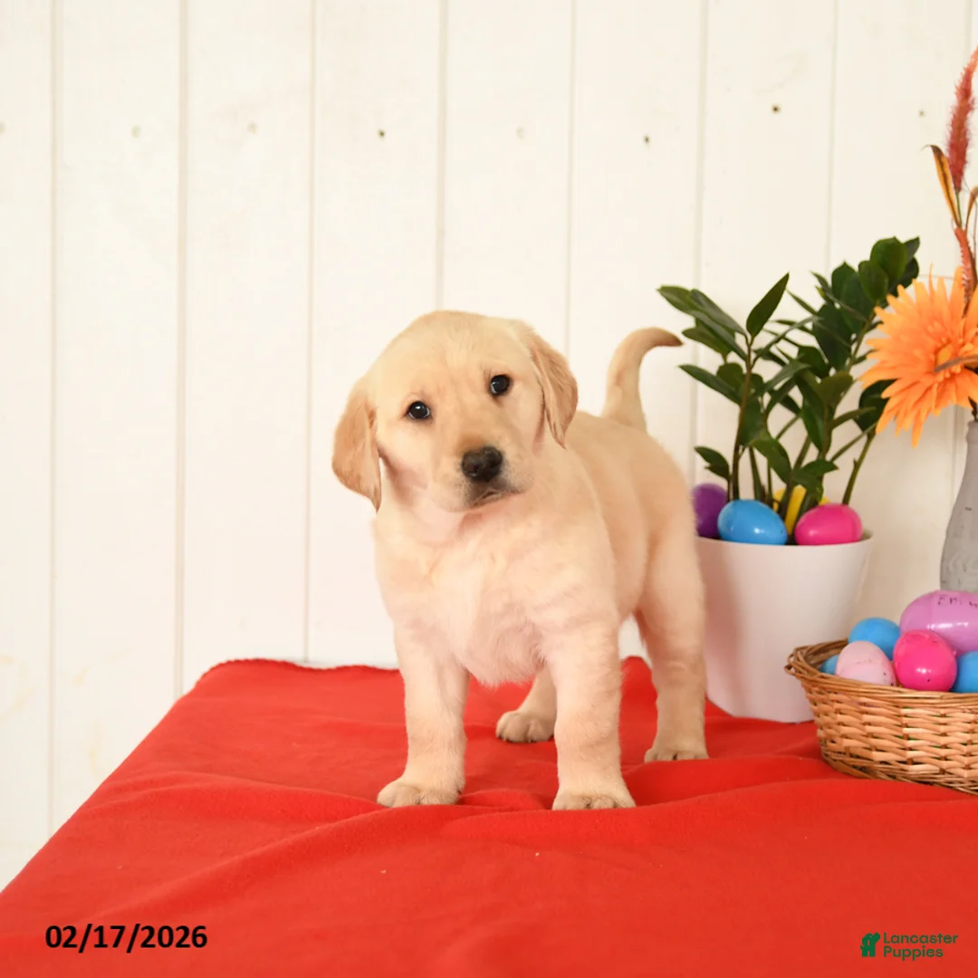 Goldador dogs for sale: Kola - Ad 4