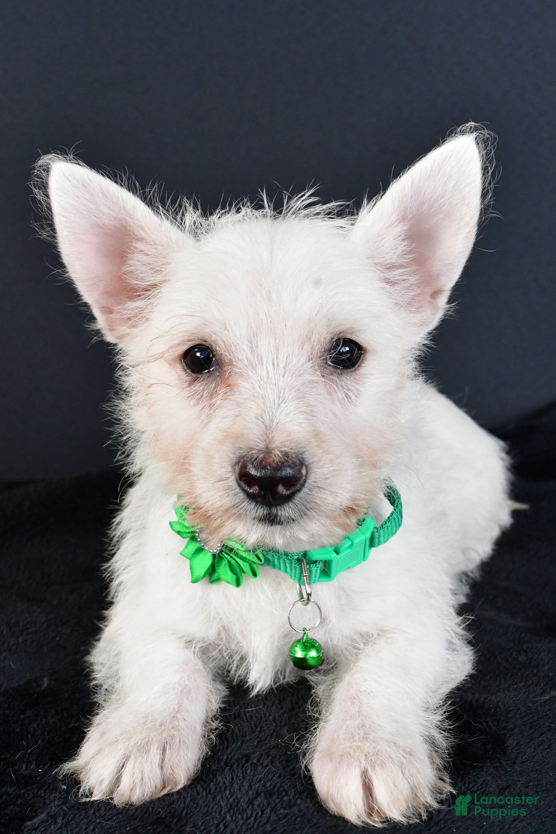 West Highland Terrier dogs for sale: Mae - Ad 7