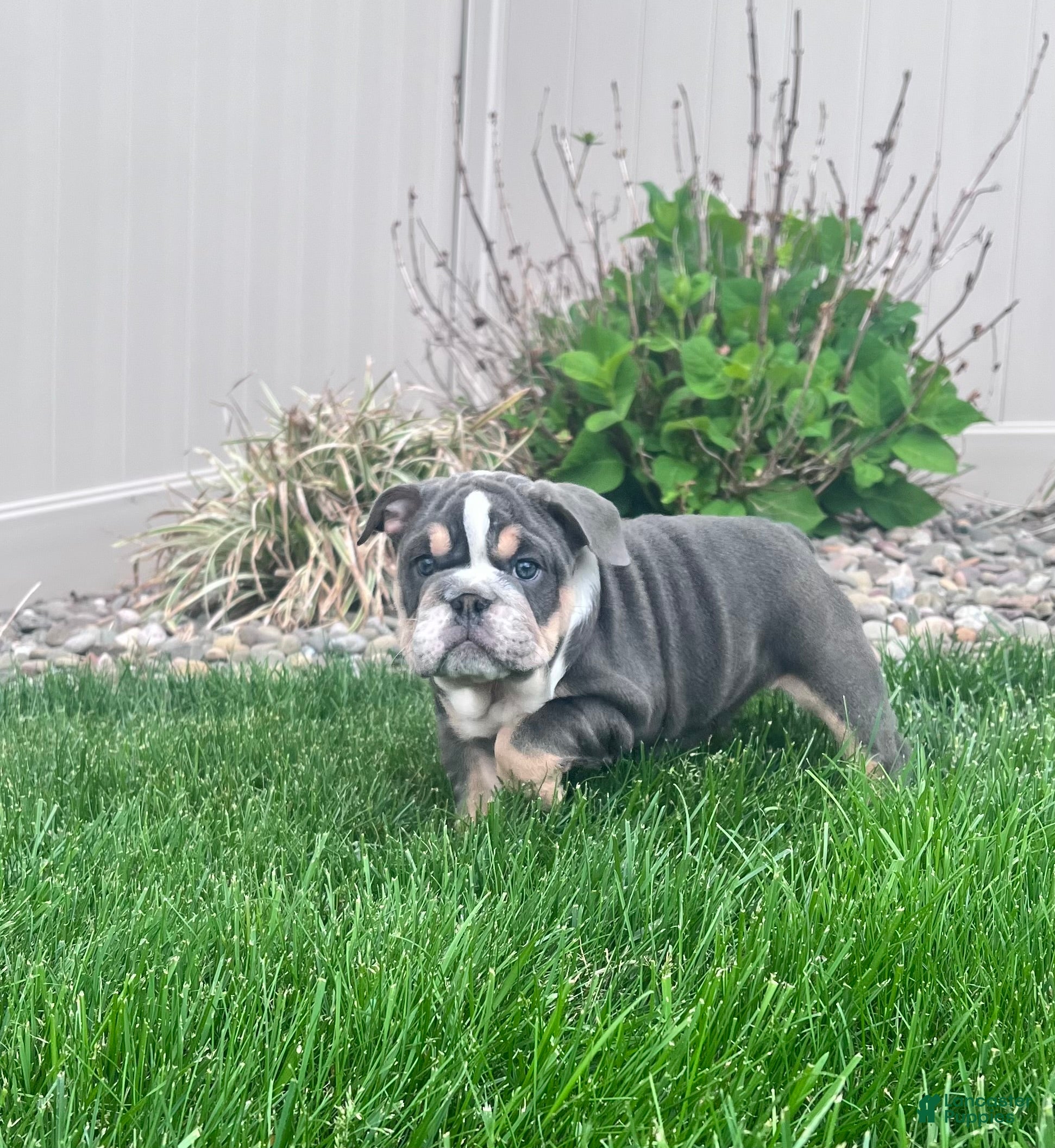 English Bulldog dogs Bluey - Ad 1