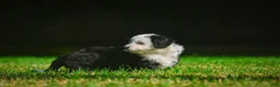 Mini Bernedoodle dogs for sale: Mia - F1B - Ad 4