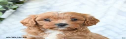 Cavapoo dogs for sale: Bella   - Ad 4