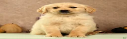Golden Retriever dogs for sale: Shane - Ad 3